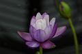 Kew Gardens 034